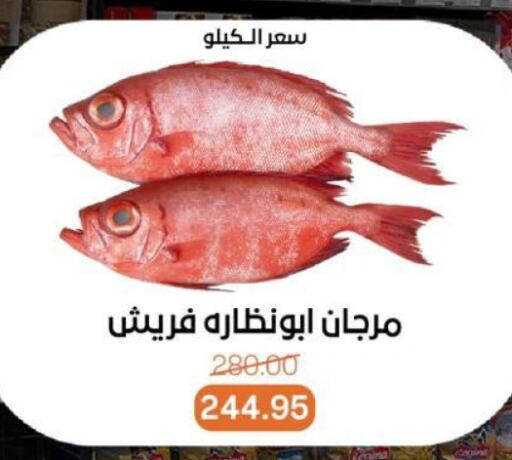 الأسماك الطازجة in بيت الجملة, Egypt Offers - Egypt available at بيت الجملة in Egypt - القاهرة