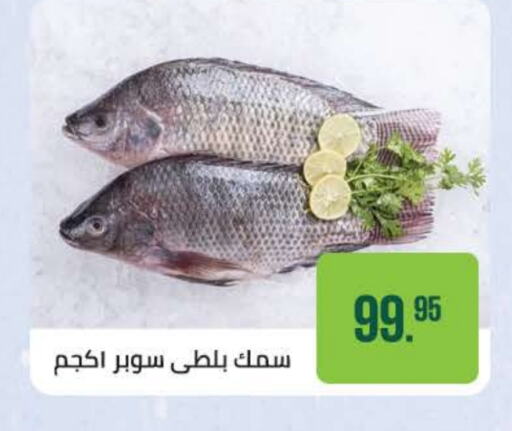Fresh Fish in Seoudi Supermarket, Egypt Offers - Egypt available at Seoudi Supermarket in Egypt - Cairo