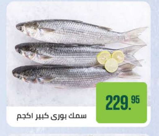 Fresh Fish in Seoudi Supermarket, Egypt Offers - Egypt available at Seoudi Supermarket in Egypt - Cairo