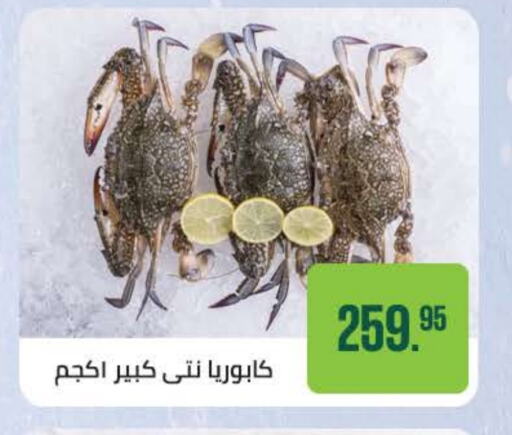 Fresh Fish in Seoudi Supermarket, Egypt Offers - Egypt available at Seoudi Supermarket in Egypt - Cairo