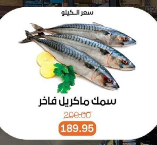 الأسماك الطازجة in بيت الجملة, Egypt Offers - Egypt available at بيت الجملة in Egypt - القاهرة