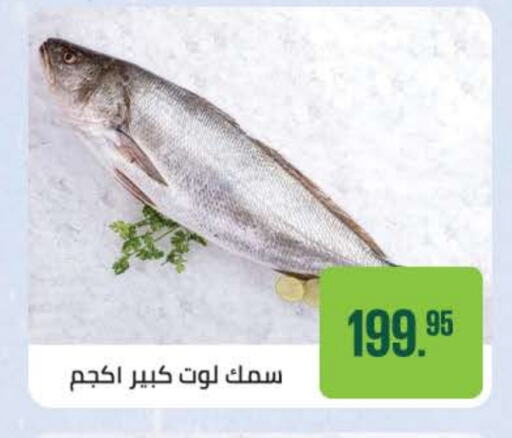 Fresh Fish in Seoudi Supermarket, Egypt Offers - Egypt available at Seoudi Supermarket in Egypt - Cairo