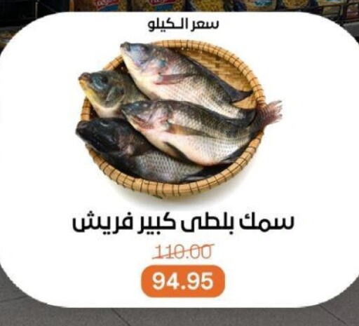 الأسماك الطازجة in بيت الجملة, Egypt Offers - Egypt available at بيت الجملة in Egypt - القاهرة