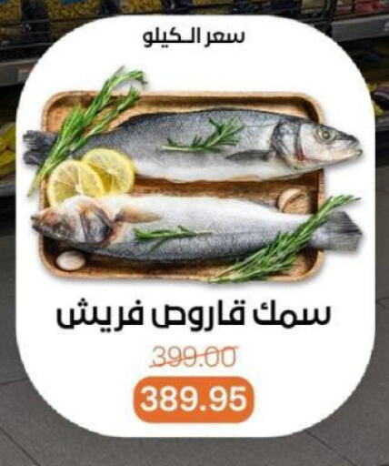 الأسماك الطازجة in بيت الجملة, Egypt Offers - Egypt available at بيت الجملة in Egypt - القاهرة