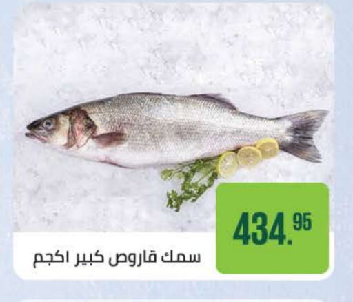 Fresh Fish in Seoudi Supermarket, Egypt Offers - Egypt available at Seoudi Supermarket in Egypt - Cairo