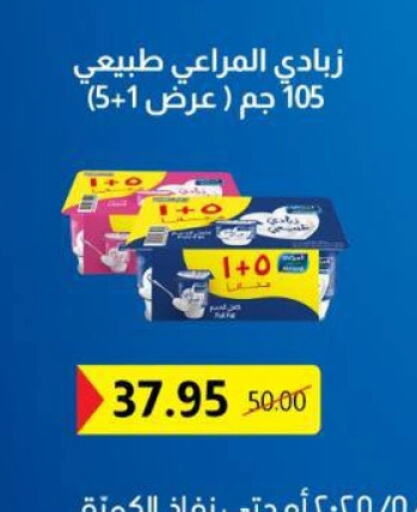 زبادي و لبنة in بيت الجملة, Egypt Offers - Egypt المراعي زبادي available at بيت الجملة in Egypt - القاهرة