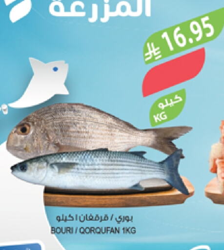 الأسماك الطازجة in المزرعة, المملكة العربية السعودية Offers - المملكة العربية السعودية available at المزرعة in مملكة العربية السعودية, السعودية, سعودية - عرعر