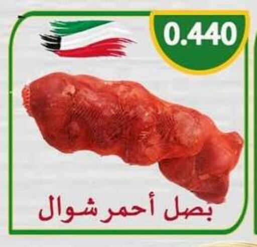 Onion available at  Al Adan And Al Qusor Co-Op in Kuwait - Ahmadi Governorate
