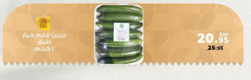 Cucumber available at Panda  in Egypt - Cairo