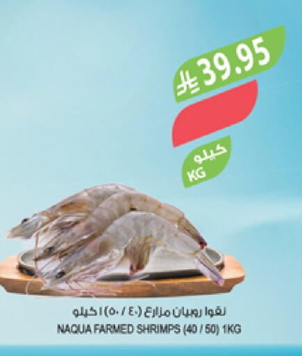 الأسماك الطازجة in المزرعة, المملكة العربية السعودية Offers - المملكة العربية السعودية available at المزرعة in مملكة العربية السعودية, السعودية, سعودية - تبوك