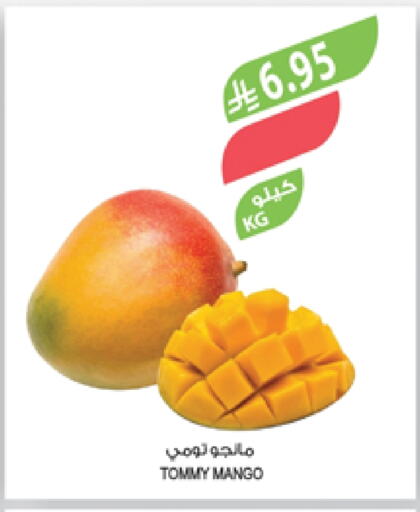 Mangoes available at Farm  in KSA, Saudi Arabia, Saudi - Najran