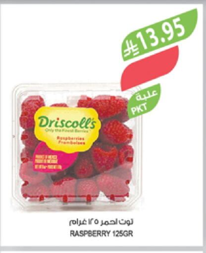 فاكهة طازجة in المزرعة, المملكة العربية السعودية Offers - المملكة العربية السعودية توت available at المزرعة in مملكة العربية السعودية, السعودية, سعودية - عرعر