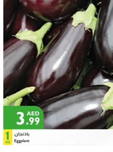 Fresh Vegetables in Istanbul Supermarket, UAE Offers - United Arab Emirates Eggplant available at Istanbul Supermarket in UAE - Abu Dhabi
