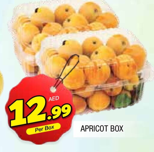Apricot available at المدينة in الإمارات العربية المتحدة , الامارات - الشارقة / عجمان