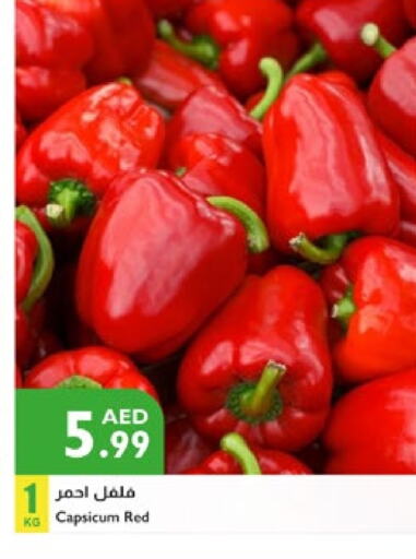Chilli / Capsicum available at Istanbul Supermarket in UAE - Al Ain