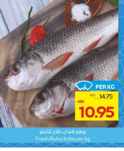 Fresh Fish in Megamart Supermarket , UAE Offers - United Arab Emirates available at Megamart Supermarket in UAE - Sharjah / Ajman