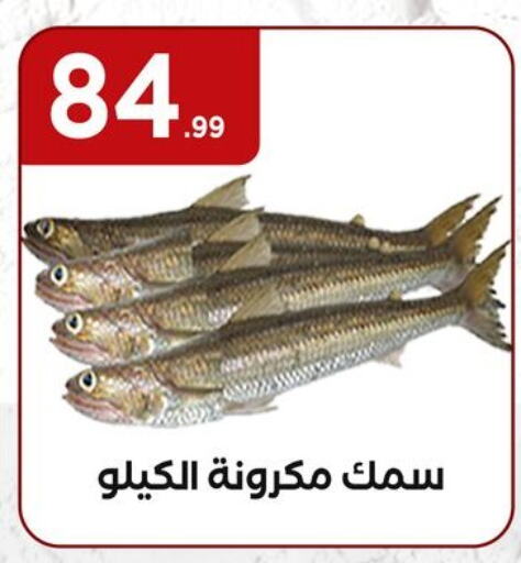 available at المحلاوي ستورز in Egypt - القاهرة
