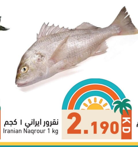 Fresh Fish in Ramez, Kuwait Offers - Kuwait available at Ramez in Kuwait - Ahmadi Governorate
