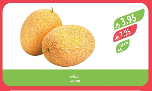 Fresh Fruits in Farm , Saudi Arabia Offers - Saudi Arabia Sweet melon available at Farm in KSA, Saudi Arabia, Saudi - Abha