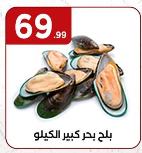 available at المحلاوي ستورز in Egypt - القاهرة