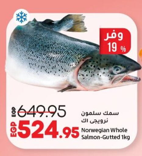 الأسماك الطازجة in لولو هايبرماركت, Egypt Offers - Egypt available at لولو هايبرماركت in Egypt - القاهرة