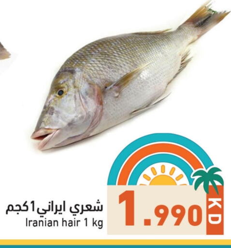 Fresh Fish in Ramez, Kuwait Offers - Kuwait available at Ramez in Kuwait - Ahmadi Governorate