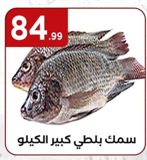 available at المحلاوي ستورز in Egypt - القاهرة