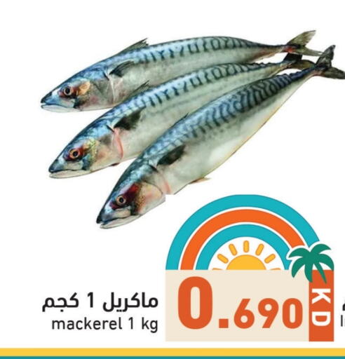 Fresh Fish in Ramez, Kuwait Offers - Kuwait available at Ramez in Kuwait - Ahmadi Governorate