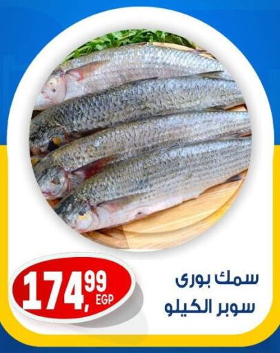 الأسماك الطازجة in أولاد المحاوى, Egypt Offers - Egypt available at أولاد المحاوى in Egypt - القاهرة