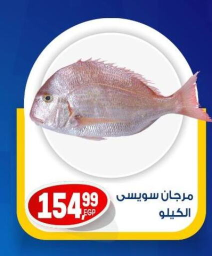 الأسماك الطازجة in أولاد المحاوى, Egypt Offers - Egypt available at أولاد المحاوى in Egypt - القاهرة