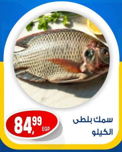 الأسماك الطازجة in أولاد المحاوى, Egypt Offers - Egypt available at أولاد المحاوى in Egypt - القاهرة