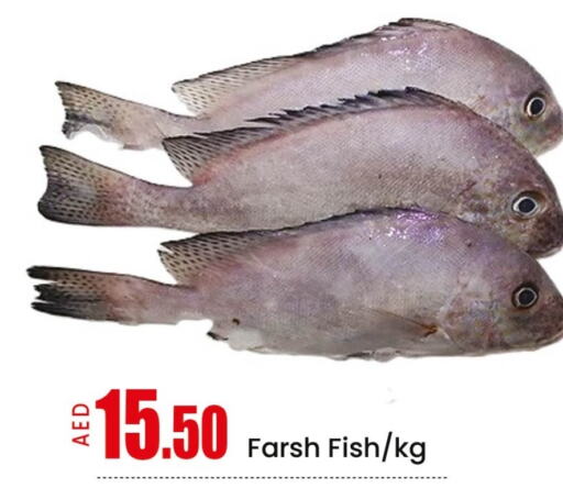 Fresh Fish in Mango Hypermarket LLC, UAE Offers - United Arab Emirates Mango available at Mango Hypermarket LLC in UAE - Ras al Khaimah
