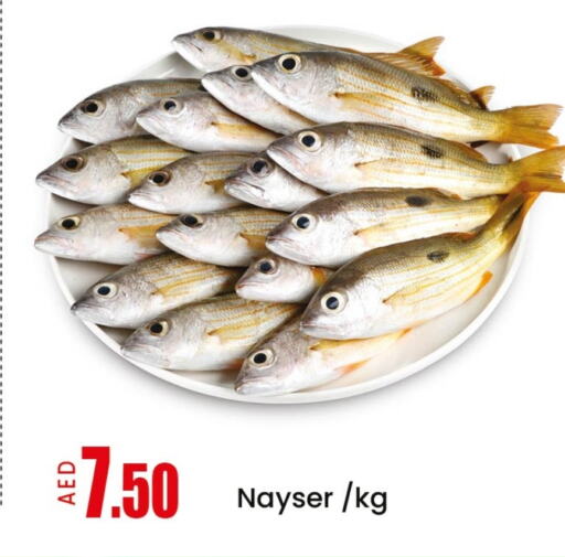 Fresh Fish in Mango Hypermarket LLC, UAE Offers - United Arab Emirates Mango available at Mango Hypermarket LLC in UAE - Ras al Khaimah