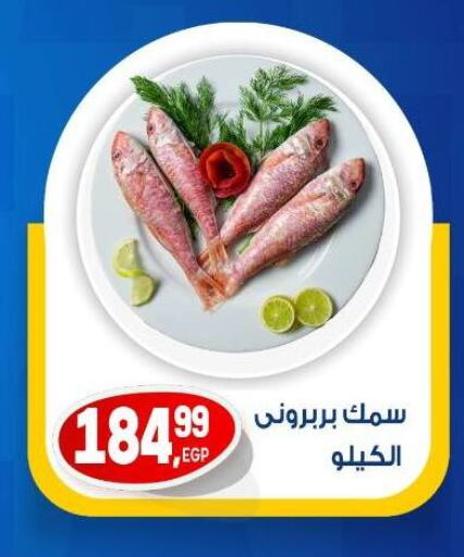 الأسماك الطازجة in أولاد المحاوى, Egypt Offers - Egypt available at أولاد المحاوى in Egypt - القاهرة