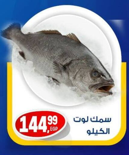 الأسماك الطازجة in أولاد المحاوى, Egypt Offers - Egypt available at أولاد المحاوى in Egypt - القاهرة