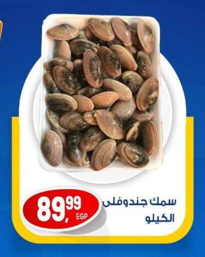 الأسماك الطازجة in أولاد المحاوى, Egypt Offers - Egypt available at أولاد المحاوى in Egypt - القاهرة
