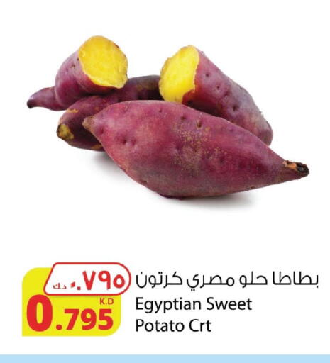 Sweet Potato from Egypt available at Agricultural Food Products Co. in Kuwait - Kuwait City