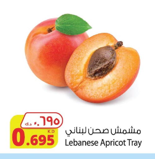 Apricot from Lebanon available at Agricultural Food Products Co. in Kuwait - Jahra Governorate