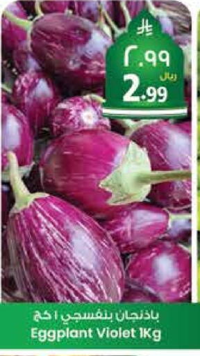 الخضروات الطازجة in ستي فلاور, المملكة العربية السعودية Offers - المملكة العربية السعودية Eggplant available at ستي فلاور in مملكة العربية السعودية, السعودية, سعودية - الرياض