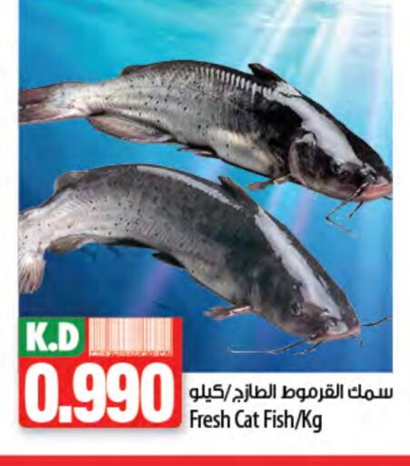 Mango available at Mango Hypermarket  in Kuwait - Kuwait City