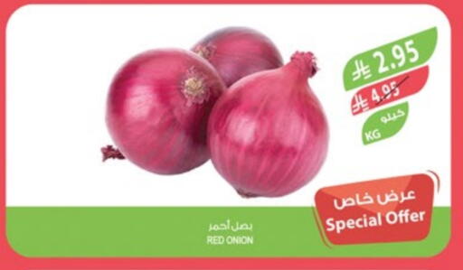 Fresh Vegetables in Farm , Saudi Arabia Offers - Saudi Arabia Onion available at Farm in KSA, Saudi Arabia, Saudi - Arar