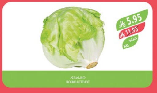 Fresh Vegetables in Farm , Saudi Arabia Offers - Saudi Arabia Lettuce available at Farm in KSA, Saudi Arabia, Saudi - Arar