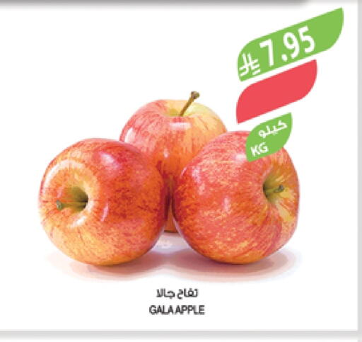 Apples available at Farm  in KSA, Saudi Arabia, Saudi - Abha