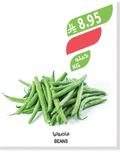 Beans available at Farm  in KSA, Saudi Arabia, Saudi - Khafji