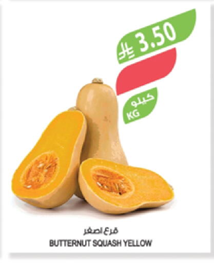 Squash available at Farm  in KSA, Saudi Arabia, Saudi - Khafji