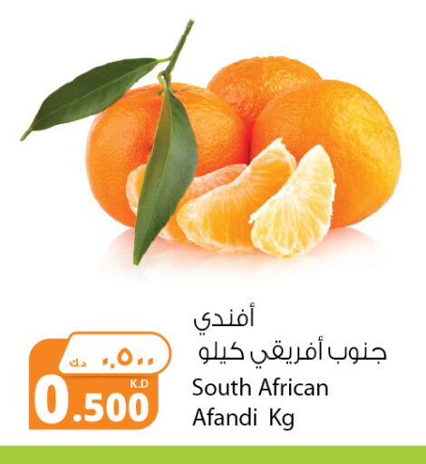 Orange from South Africa available at Agricultural Food Products Co. in Kuwait - Ahmadi Governorate