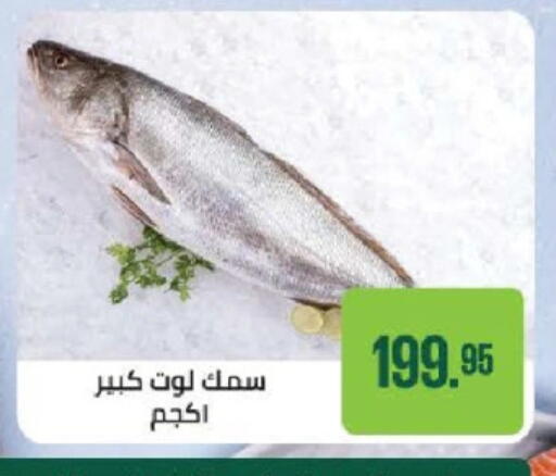available at Seoudi Supermarket in Egypt - Cairo