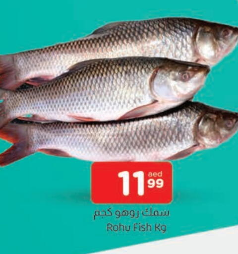 available at المدينة in الإمارات العربية المتحدة , الامارات - الشارقة / عجمان