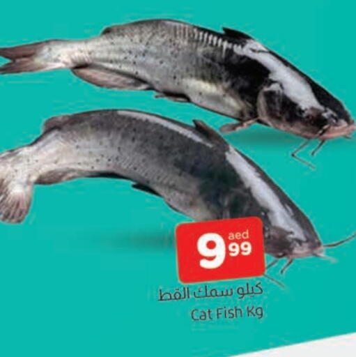 available at المدينة in الإمارات العربية المتحدة , الامارات - الشارقة / عجمان