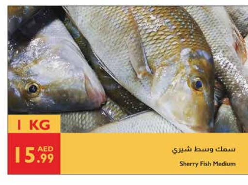 available at إسطنبول سوبرماركت in الإمارات العربية المتحدة , الامارات - ٱلْعَيْن‎